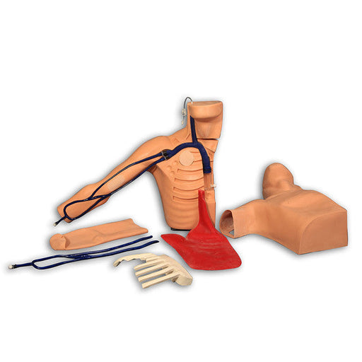 A medical training torso model, featuring chest tubes and intravenous lines, is displayed on a white surface with accompanying anatomical parts.