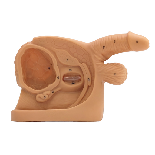 A beige anatomical model displays a male and female reproductive system, numbered for identification, sitting on a flat surface.