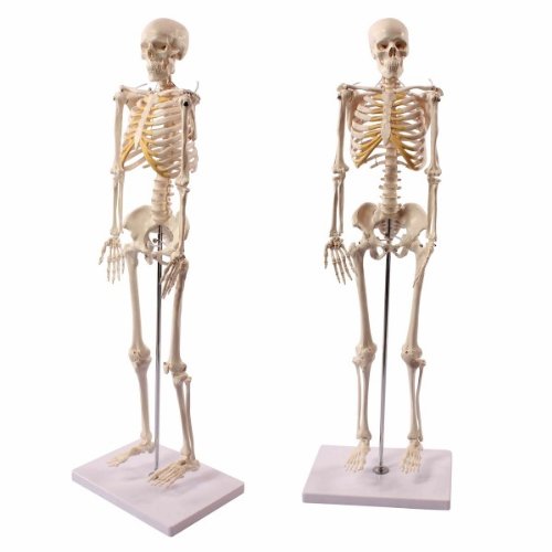 Two anatomical skeletons stand on individual bases against a white background. They are displayed upright, for study or demonstration.