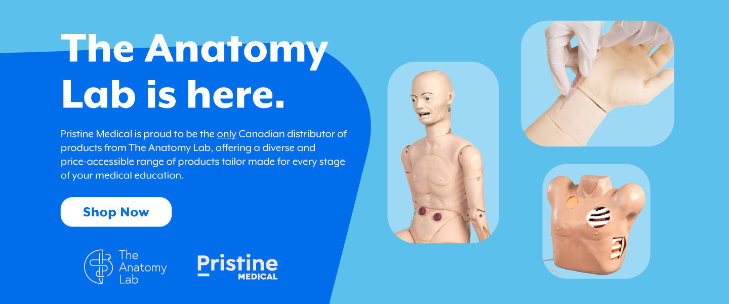 Anatomical models are shown; they are being advertised; the context is a medical education supply company website.