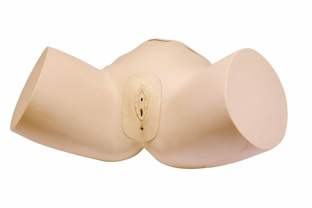 A beige female pelvic model rests on a white background.