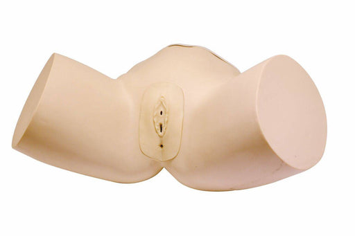 A beige female pelvic model rests on a white background.