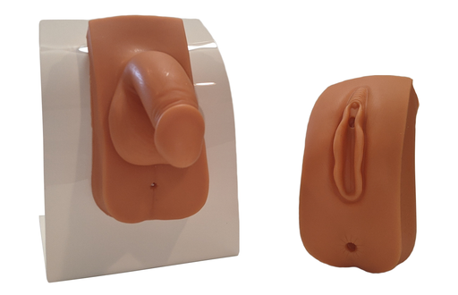 Two anatomical models, a penis and a vulva, are displayed on separate stands against a white background.
