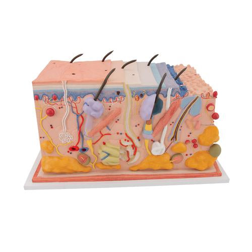 Application in Skills Labs and Simulation Programs