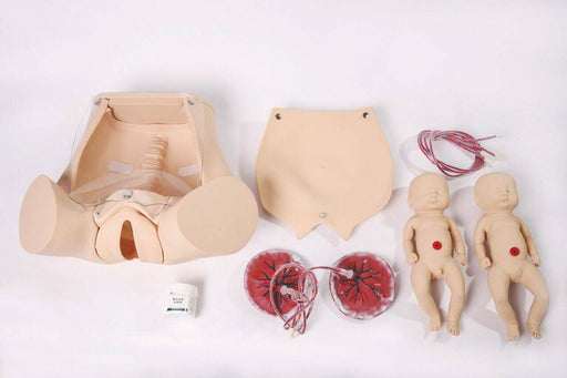 A childbirth simulator, comprising a pelvis model, two infant models, placental models, and umbilical cords, is shown on a white surface.