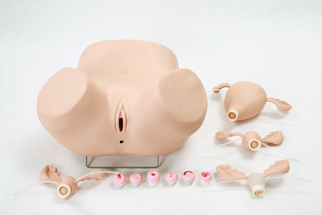 A female pelvic model is displayed with detachable anatomical parts, including a uterus, fallopian tubes, and ovaries, on a white surface.