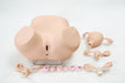 A female pelvic model is displayed with detachable anatomical parts, including a uterus, fallopian tubes, and ovaries, on a white surface.