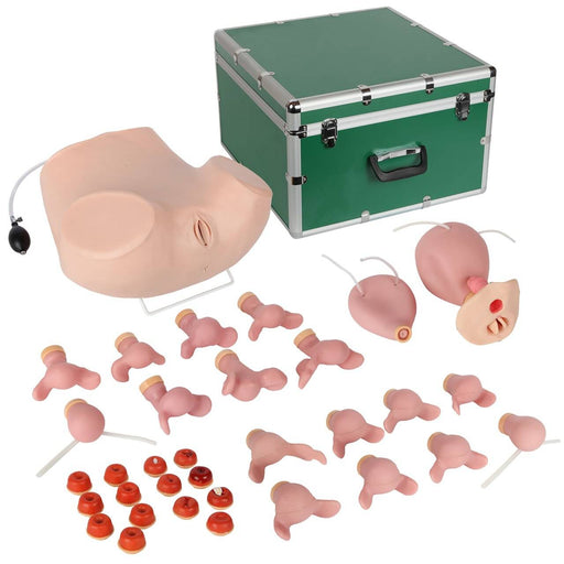 A female pelvic model and various fetal and placental models are arranged alongside a green carrying case.