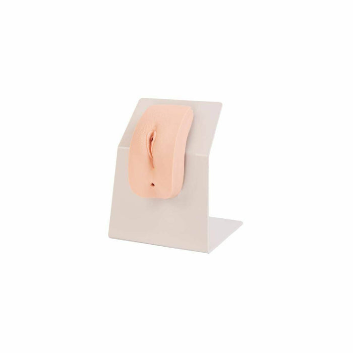 A vulva model is displayed on a light-grey stand against a white background.