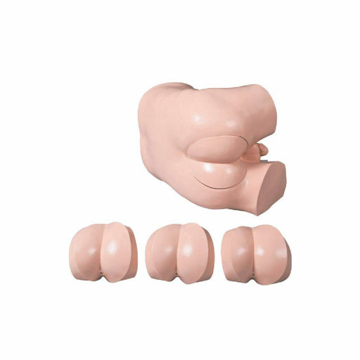 A pelvic model rests on a white background; three additional buttock models are arranged below.