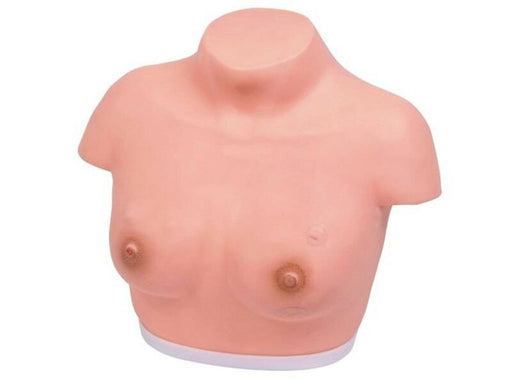 A female torso model sits on a white base. It is light pink and features two nipples.