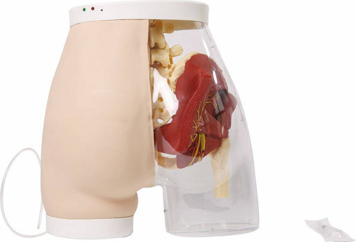 A pelvic anatomical model displays internal structures, partially enclosed within a clear plastic shell and a beige outer covering.