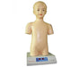 A child's torso model sits on a base with a digital display. The model is light beige and shows anatomical details. It is likely used for educational purposes.