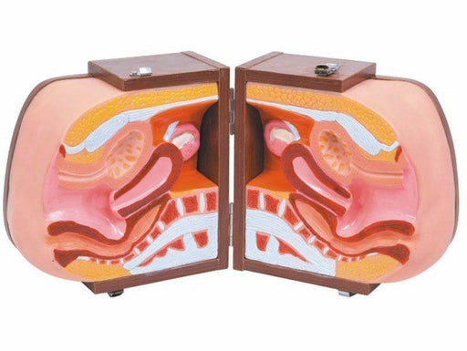 A female reproductive system model is displayed, bisected and open, revealing internal anatomical structures in detail within a wooden case.