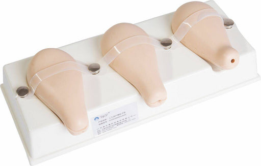 Three teardrop-shaped models are attached to a white base with bands and magnets. The models are likely for medical training. Product information in Chinese is printed on the base.