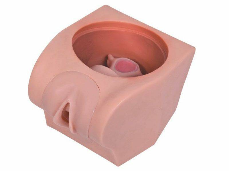 A pink anatomical model displays a vulva and uterus; a small, pink cervix is visible inside.