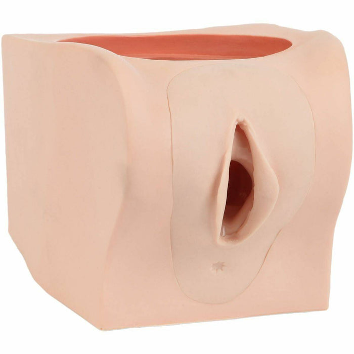 A pink, cube-shaped anatomical model of the female genitalia sits on a white background.