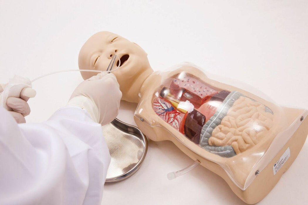 A gloved person inserts a tube into the mouth of a medical mannequin. The mannequin has a transparent torso revealing internal organs, set on a white surface.