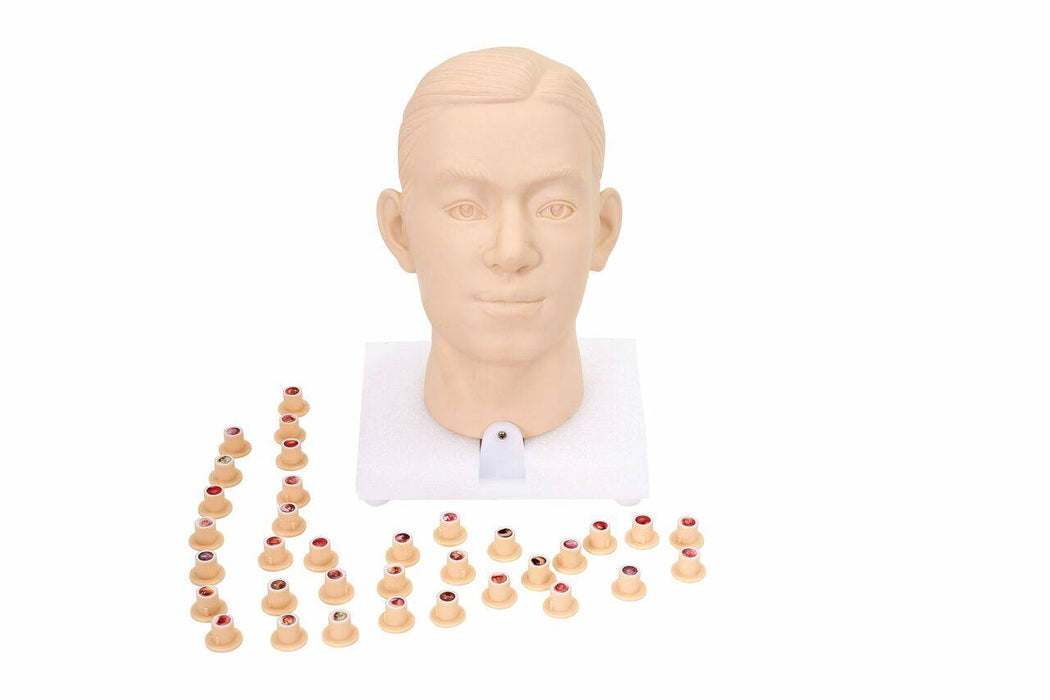 A human head model sits on a base, surrounded by small, colored cones.