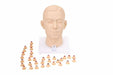 A human head model sits on a base, surrounded by small, colored cones.
