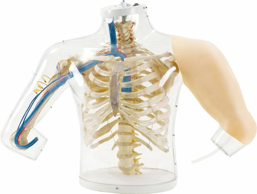 A transparent anatomical model displays a human torso and arm, showcasing the skeletal and vascular systems. The arm is partially covered by a skin-like material. It sits on a clear base.
