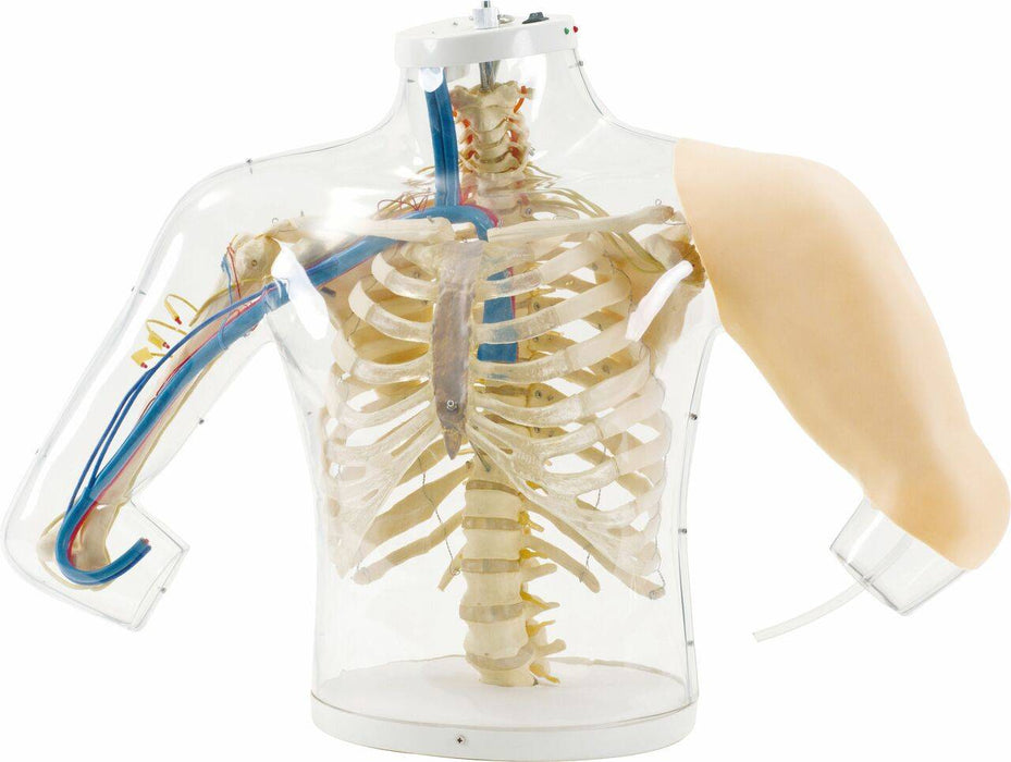 A transparent anatomical model displays a human torso and arm, showcasing the skeletal and vascular systems. The arm is partially covered by a skin-like material. It sits on a clear base.