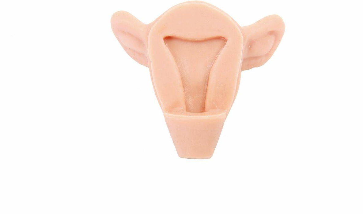 A flesh-toned anatomical model of a uterus sits against a white background.