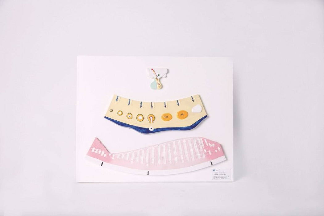 On a white surface lies a diagram of female reproductive anatomy, including a fallopian tube with a progression of eggs, a uterus with striations, and a depiction of the fertilization process.