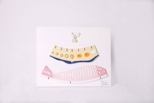 On a white surface lies a diagram of female reproductive anatomy, including a fallopian tube with a progression of eggs, a uterus with striations, and a depiction of the fertilization process.