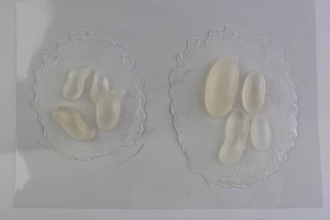 Translucent, oblong shapes rest on two clear, circular mats. They appear to be arranged in groups on a light background.