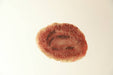 A simulated wound rests on a white surface. It is an oval, reddish-brown scab-like substance with darker inner markings.