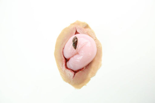 A pink, fleshy mass protrudes from a simulated wound; a small, dark object rests atop it. The simulated wound is on a flesh-toned background.