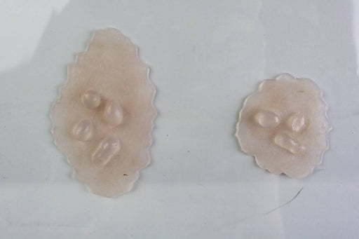 Two pale, irregularly shaped blobs of translucent material, each containing several smaller, similarly colored ovals, rest on a light-grey surface.