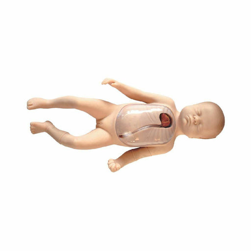 A baby mannequin lies on its back, revealing transparent sections exposing internal organs and a feeding tube, set against a stark white background.