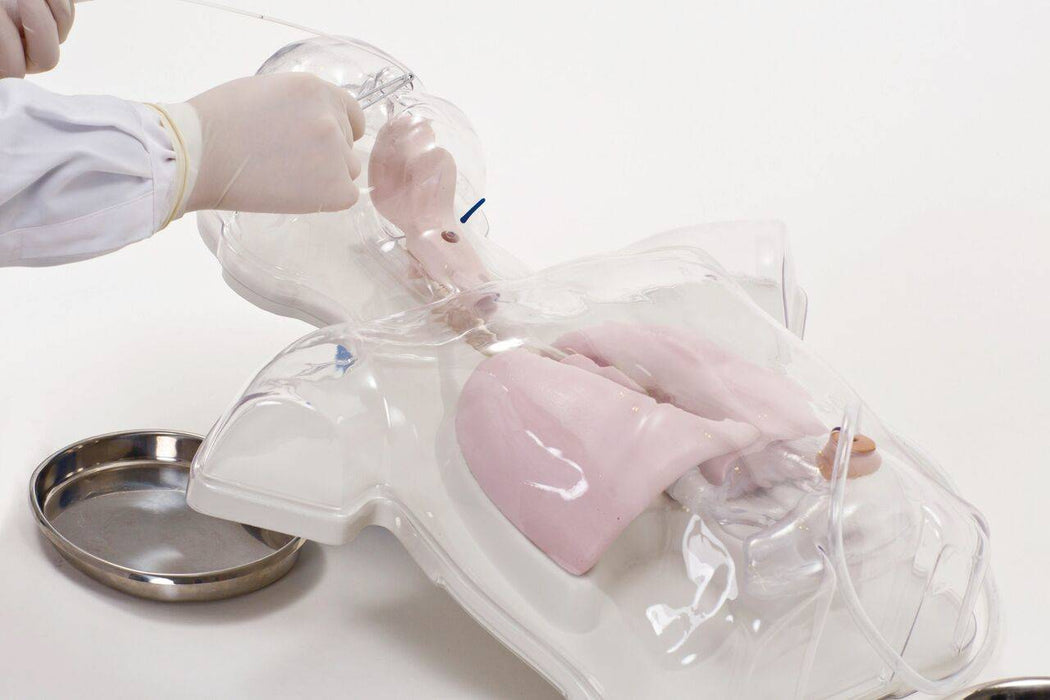 A gloved hand inserts a tube into a transparent anatomical model, revealing pink lungs within. A metal tray sits nearby, set against a stark white background.