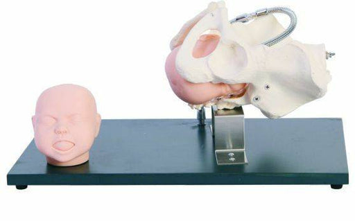 A fetal model head and pelvis simulate birth; a separate infant head model rests on a base. The setup is for medical training.