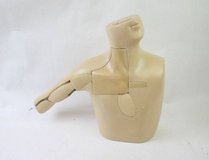 A beige anatomical torso model is positioned on a white surface. Its arm is extended outward. The model is segmented to show internal structures.