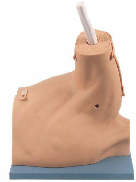 A mannequin torso displays medical training. A white tube is inserted into the neck. The torso sits atop a blue base with a white background.