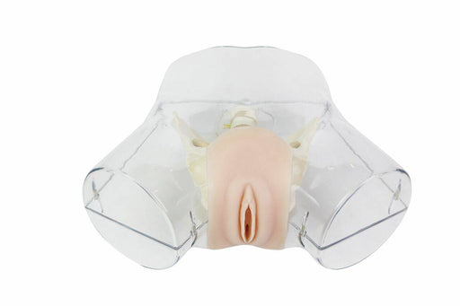 A female anatomical model rests inside a clear plastic casing. The model shows the vulva and pelvic bones.